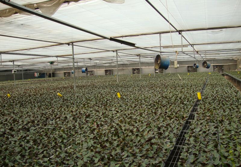 1679983859643279.jpg 温室大棚工程PC阳光板